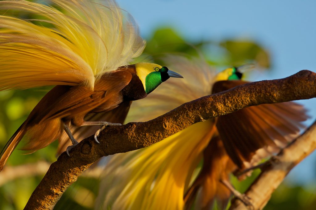 Greater Bird-of-Paradise by Tim Laman