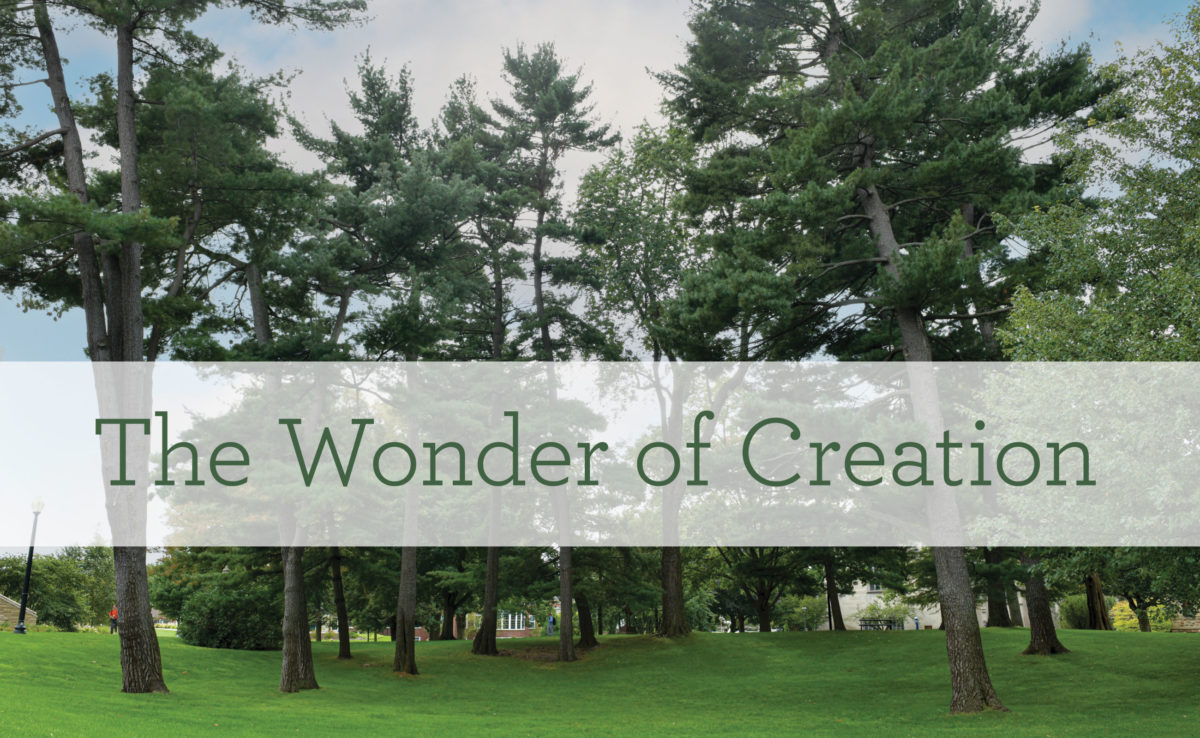 The Wonder of Creation