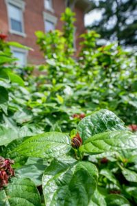 Carolina Allspice